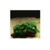 Anubias Barteri Var 5-6 Yapraklı Kök Canlı Bitki