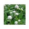 Beyaz Renkli Medine Düğmesi Tohumu - 30 Adet