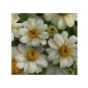 Beyaz Renkli Mini Zinnia Çiçeği Tohumu - 5 Adet