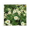 Beyaz Renkli Mini Zinnia Çiçeği Tohumu - 5 Adet