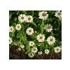 Beyaz Renkli Mini Zinnia Çiçeği Tohumu - 5 Adet