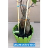30 cm Uzunluğunda 10 Adet Bambu Bitki Destek Kazığı