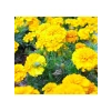 Bodur Sarı Fransız Kadife Çiçeği Tohumu - 10 Adet