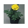 Bodur Sarı Fransız Kadife Çiçeği Tohumu - 10 Adet