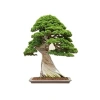 Bonsai Ağacı Tohumu Seti, 5 Adet Okaliptüs Tohumu