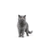 British Kedi İçin Kuru Mama, Yetişkin, 2 Kg