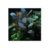 Bucephalandra Brownie Red Saksı Canlı Bitki