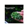 Bucephalandra Mini Coin Saksı Canlı Bitki