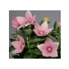 Büyük Çan Çiçeği Tohumu - Pembe Renkli - 5 Tohum