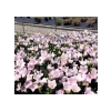 Büyük Çan Çiçeği Tohumu - Pembe Renkli - 5 Tohum