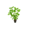 Canlı Bitki Hygrophila Difformis, 4-6 Kök Olarak