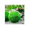 Canlı Bitki Marimo Moss Ball, Dekoratif ve Doğal Bitki Seçeneği