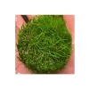 Canlı Bitki, Mini Parvula In Vitro Cup, Akvaryum İçin