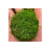 Canlı Bitki, Mini Parvula In Vitro Cup, Akvaryum İçin