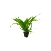 Canlı Bitki Saksısı, Microsorium Pteropus, Dekoratif Kullanım