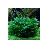 Canlı Cryptocoryne Wendtii Green Saksı Bitkisi