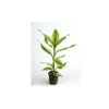 Canlı Dracaena Sanderiana Bitkisi, Şık Saksıda