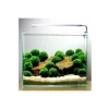 Canlı Marimo Moss Ball Bitkisi 3-4 cm - 50 Adet