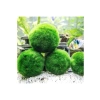 Canlı Marimo Moss Ball Yosun Topu 2-3cm Dekoratif Bitki