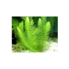 Canlı Myriophyllum Spicatum Tilki Kuyruğu Bitkisi