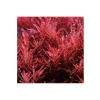 Canlı Rotala Rotundifolia Red In Vitro Bitkisi