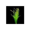 Canlı Vallisneria Spiralis Saksı Bitkisi