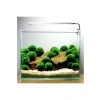 Canlı Yosun Topu, Marimo Moss Ball, İthal Bitki, 2-3cm Boyutunda