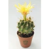 Çiçek Açan Kaktüs, 5.5 cm Saksıda, İç Mekan Bitkisi için Uygun