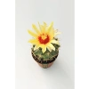 Çiçek Açan Kaktüs, 5.5 cm Saksıda, İç Mekan Bitkisi için Uygun