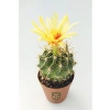 Çiçek Açan Kaktüs, 5.5 cm Saksıda, İç Mekan Bitkisi için Uygun