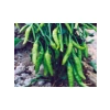 Cin Biber Tohumu - Aksel 10 gr