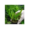 Cryptocoryne Balansae Canlı Bitki - Akvaryum İçin Uygun