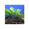 Cryptocoryne Balansae Canlı Bitki - Akvaryum İçin Uygun