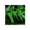 Cryptocoryne Crispatula İn Vitro Canlı Bitki - Akvaryum İçin Sağlıklı Seçim