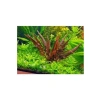 Cryptocoryne Wendtii Brown Saksı, Canlı Akvaryum Bitkisi