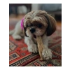 Dana derisi çiğneme kemikleri, köpek ödül maması