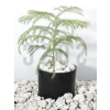 Dekoratif Volkanik Beyaz Lav Taşı, 2-4 cm, 5 Litre
