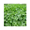 Dichondra Repens Çim Tohumu, 1 kg Boyut