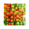 Doğal Cherry Domates Tohumu - Yüksek Verim