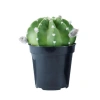 Echinopsis Subdenudata Kaktüsü, Bahçe ve İç Mekan İçin Uygun