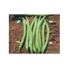 Fasulye Beymen Tohumu - 10 Gr