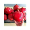 Hicaz Nar Fidanı, Tüplü ve Sağlıklı Büyüme İçin