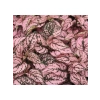 Hostes Çiçeği Tohumu - Pembe Çilli Yapraklı (5 Tohum)