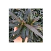 Hygrophila Angustifolia Rubra Saksı Canlı Bitki