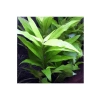 Hygrophila Corymbosa Angustifolia, Saksı Canlı Bitki