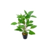 Hygrophila Corymbosa - Limon Saksı Bitkisi, Canlı ve Sağlıklı