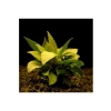 Hygrophila Corymbosa - Limon Saksı Bitkisi, Canlı ve Sağlıklı