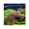 Hygrophila Pinnatifida Saksı - Canlı Bitki