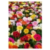 Karışık Renkli Gerbera Çiçeği Tohumları, Bahçe için Renkli Alternatif