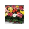 Karışık Renkli Gerbera Çiçeği Tohumları, Bahçe için Renkli Alternatif